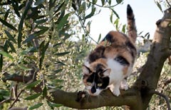 Katze