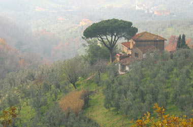 Ferienhaus Toscana mit Olivenhain
