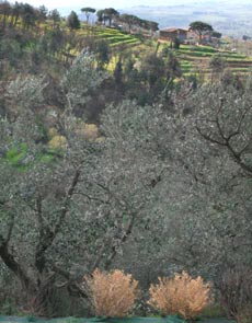 Olivenhain Terrassen Toscana