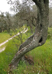 Olivenbaum sehr menschlich