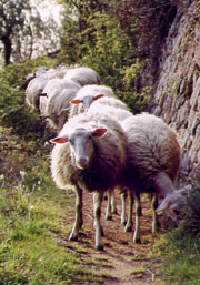 Schafe Olivenhain Toscana