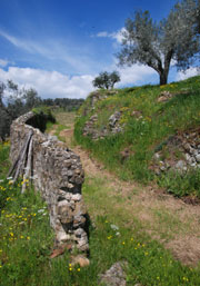 Trockenmauer Olivenhain Toscana